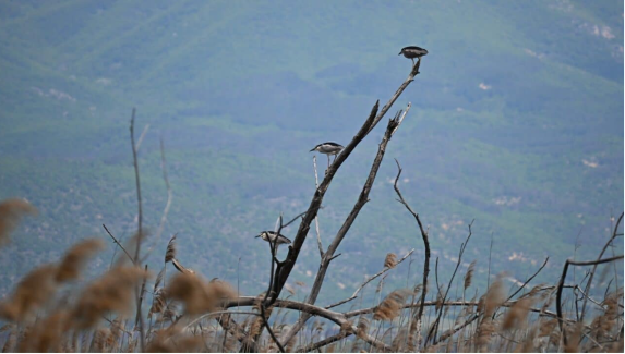 Dojran Lake: North Macedonia Bird Sanctuary Waiting for Protection