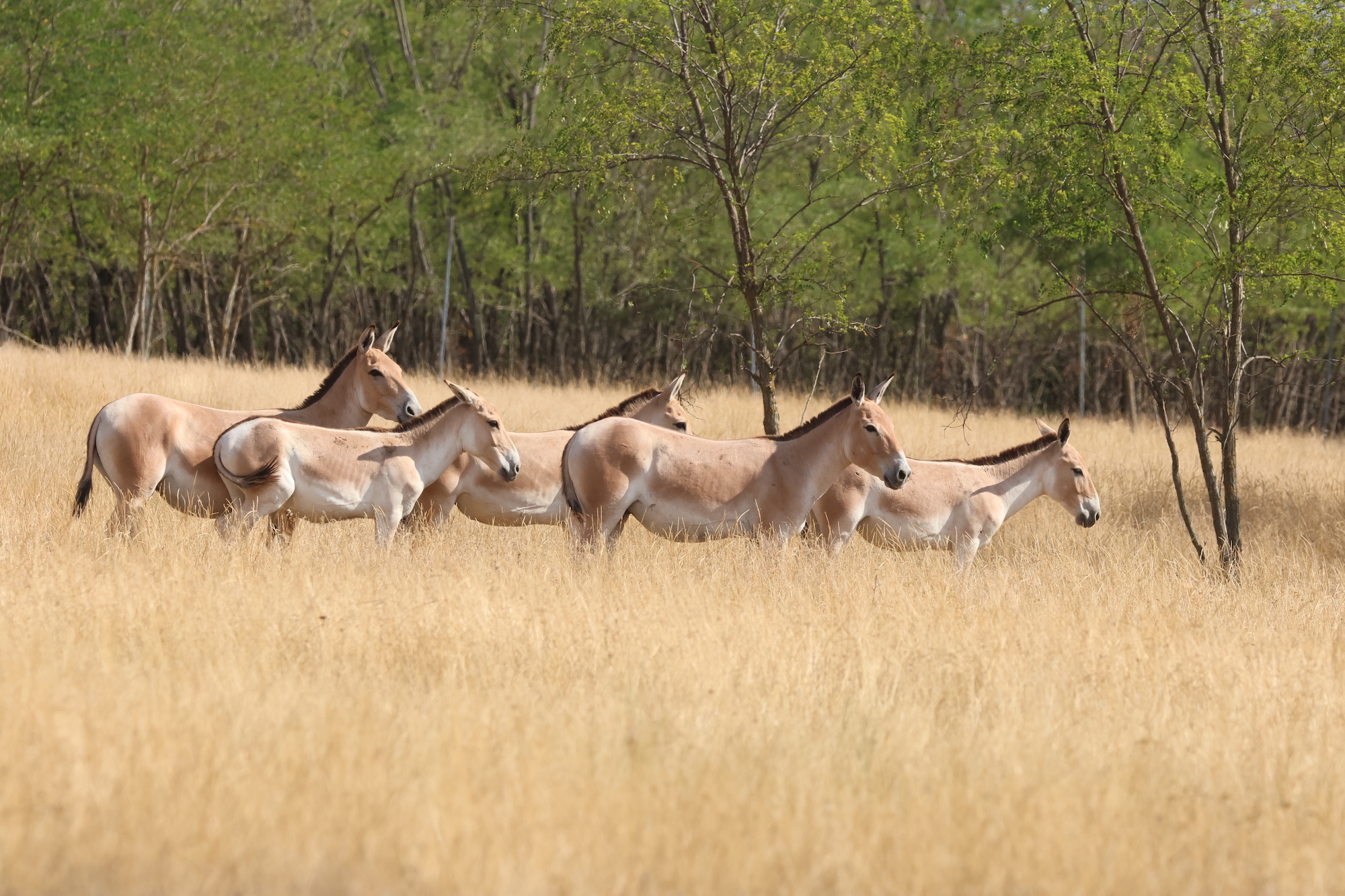 Rewilding Amid War in the Danube Delta 