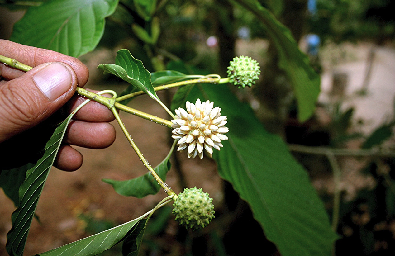 How Dangerous is Czechia’s Kratom Craze?