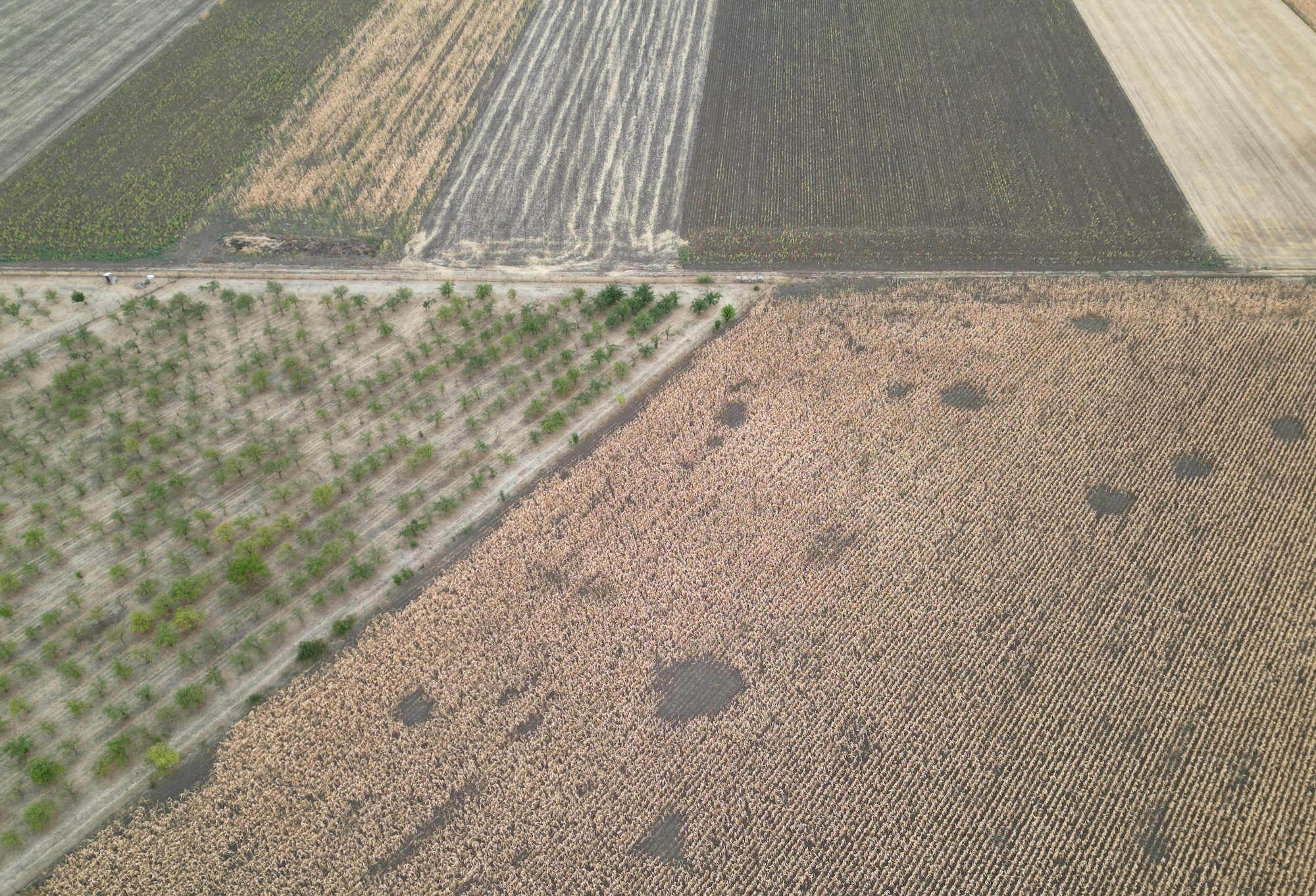 Climate Shocks Hit EU Corn Heartland