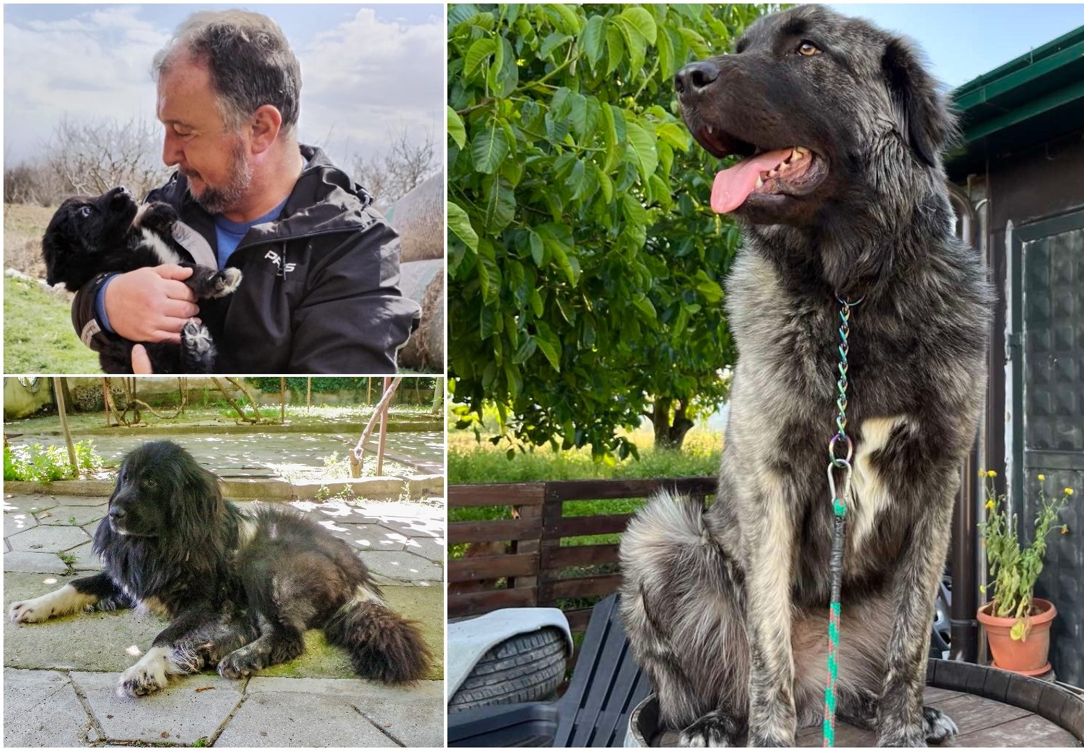 World Honor for North Macedonia’s Native Dog